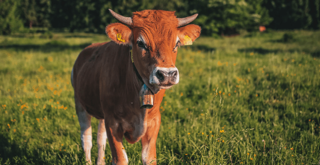 Comment bien entretenir une tondeuse électrique pour bovins ?